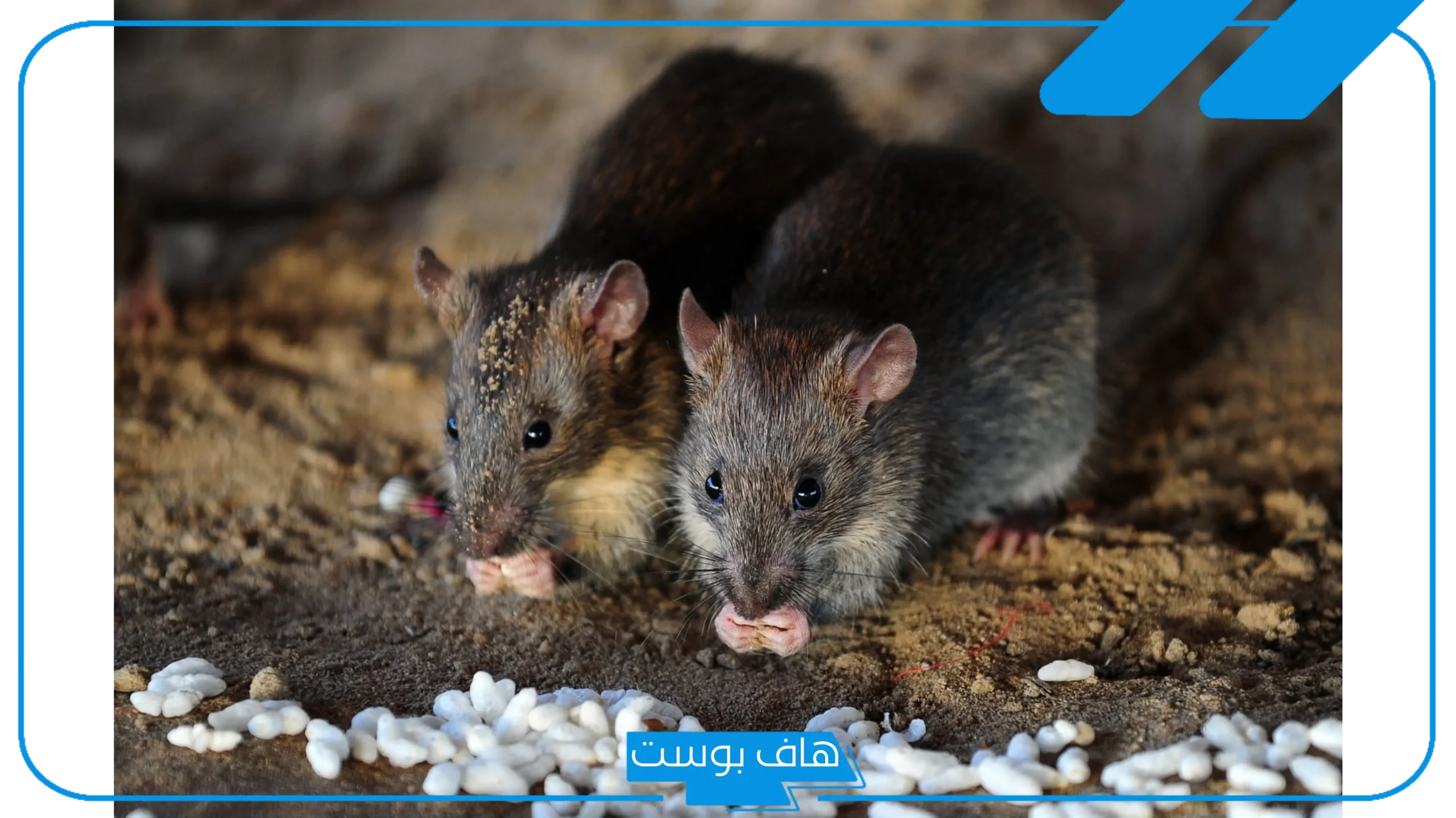 تفسير قتل الفئران في المنام للرجل والمرأة العزباء وعلاقتها بالسحر لابن سيرين
