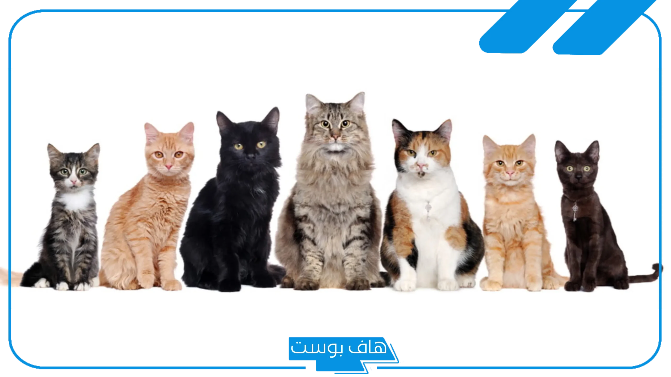 تفسير حلم القطط الكثيرة والخوف منها في المنام للمرأة العزباء والحامل