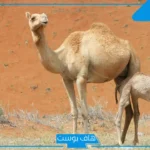 تفسير حلم الناقه في المنام تطاردني ورمزها للمتزوجة لابن سيرين
