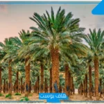 تفسير حلم رؤية النخل في المنام كبير وصغير للرجل والمراة لابن سيرين