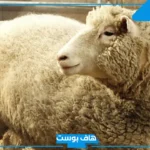 تفسير رؤية النعجة في المنام لابن سيرين وكبار المفسرين للرجل والمرأة