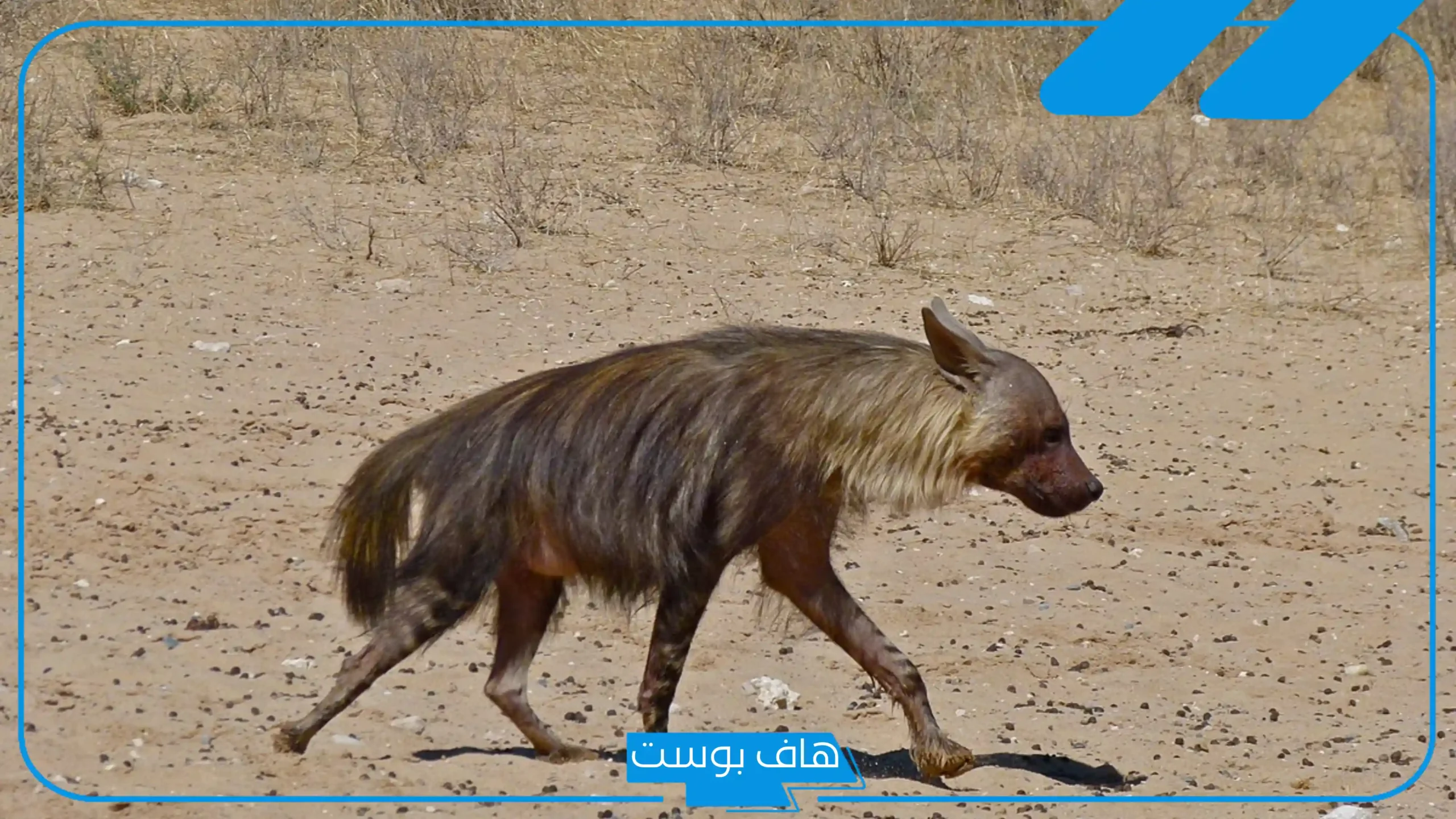 تفسير حلم الضبع في المنام للرجل والمرأة المتزوجة والعزباء