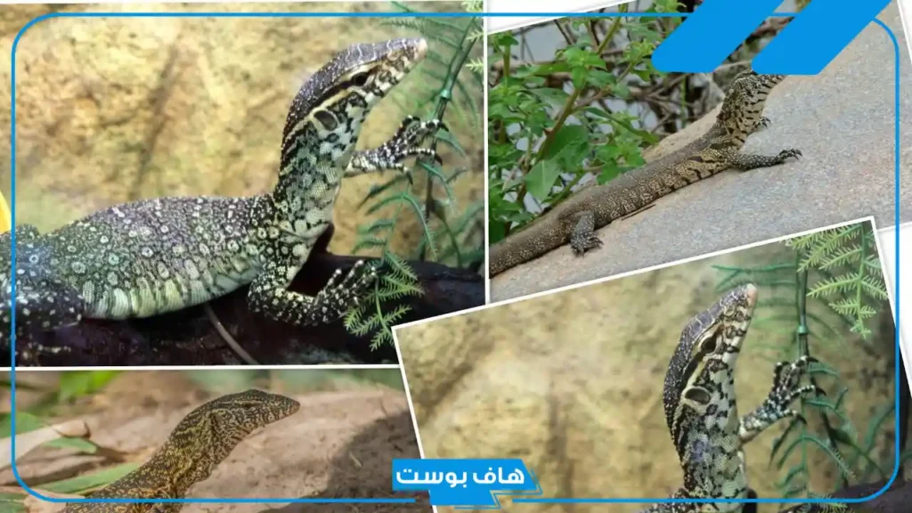 تفسير حلم رؤية الورل في المنام للمرأة للعزباء والمتزوجة