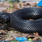 تفسير حلم الحية السوداء ولدغتها في القدم بالمنام لكبار المفسرين