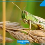 تفسير حلم رؤية جرادة واحدة في المنام للرجل والمتزوجة لابن سيرين ورمز