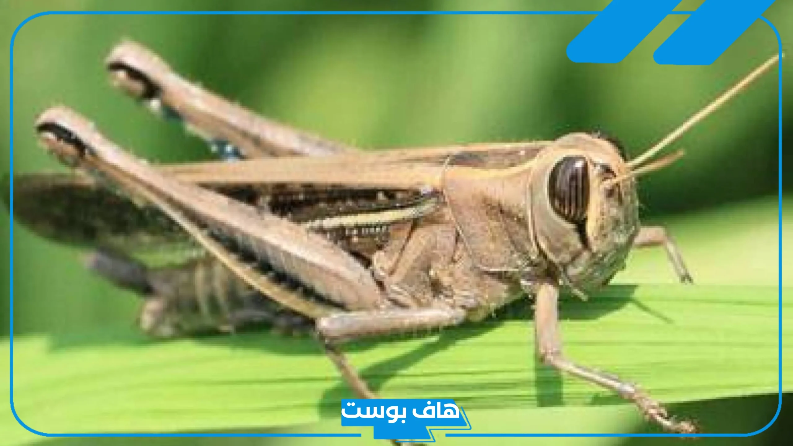 تفسير حلم رؤية جرادة واحدة في المنام للرجل والمتزوجة لابن سيرين ورمز