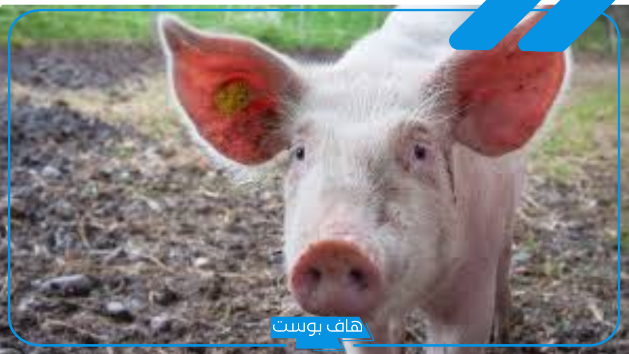تفسير حلم رؤية الخنزير في المنام ورمزه لابن سيرين للرجل والمرأة