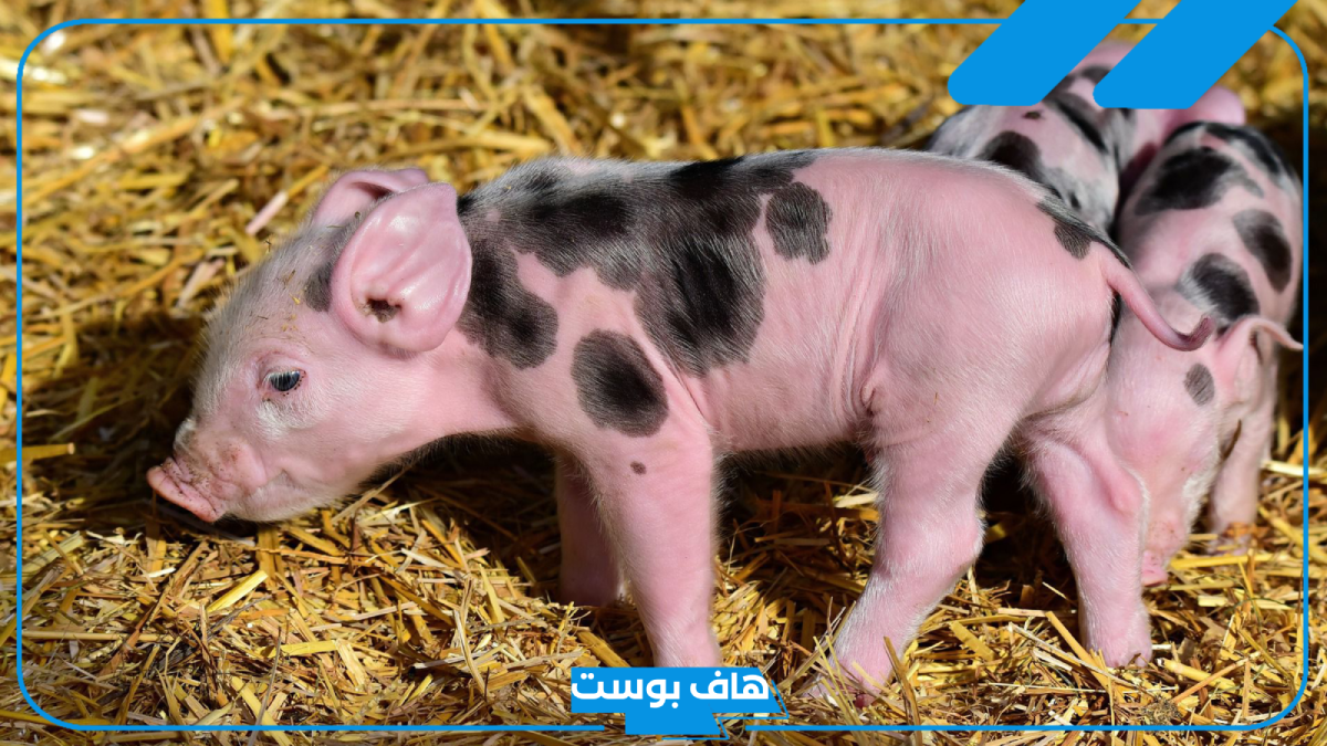 تفسير حلم الخنزير في المنام للحامل والأرملة والمتزوجة والهروب منه
