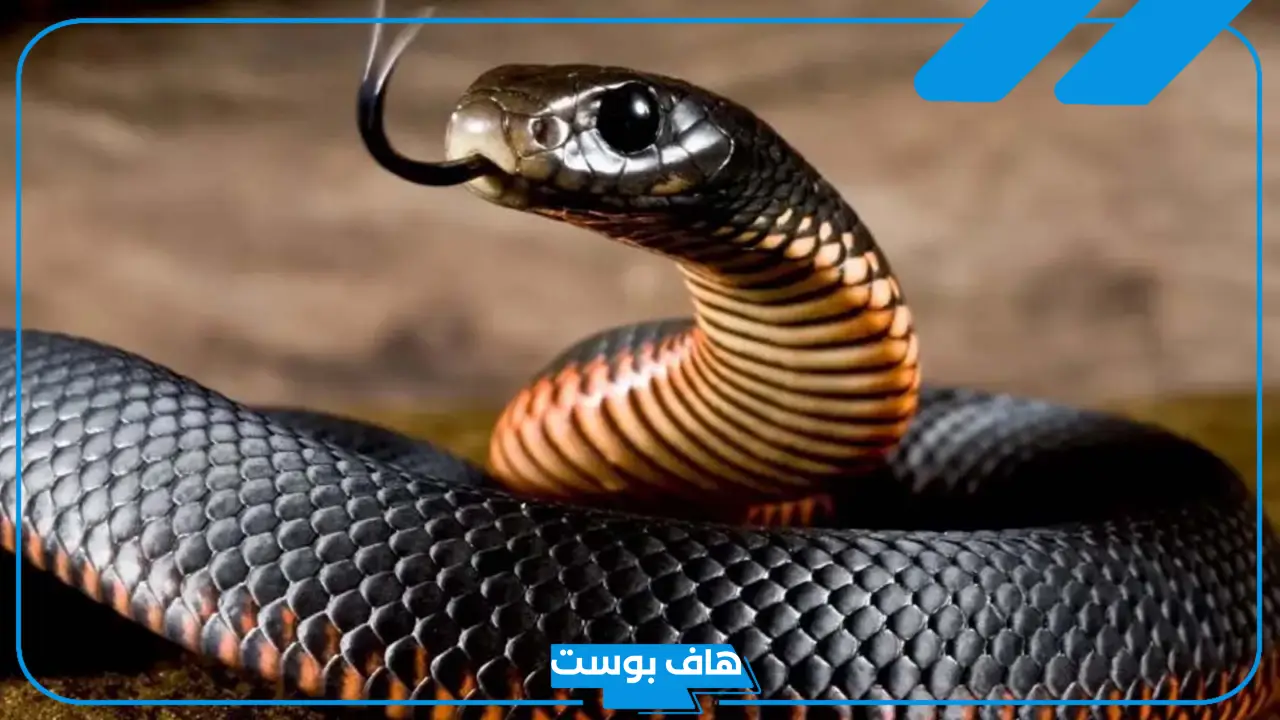 تفسير حلم الحية السوداء ولدغتها في القدم بالمنام لكبار المفسرين