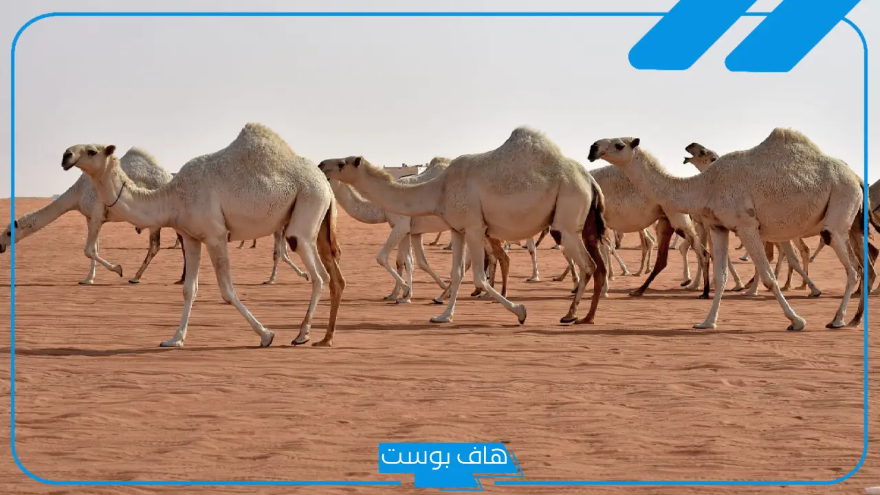 تفسير حلم الابل في المنام للرجل الأعزباء والمرأة لكبار المفسرين