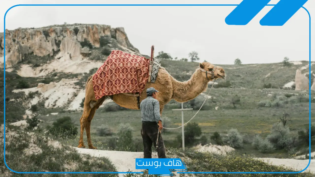 تفسير حلم الناقه في المنام تطاردني ورمزها للمتزوجة لابن سيرين
