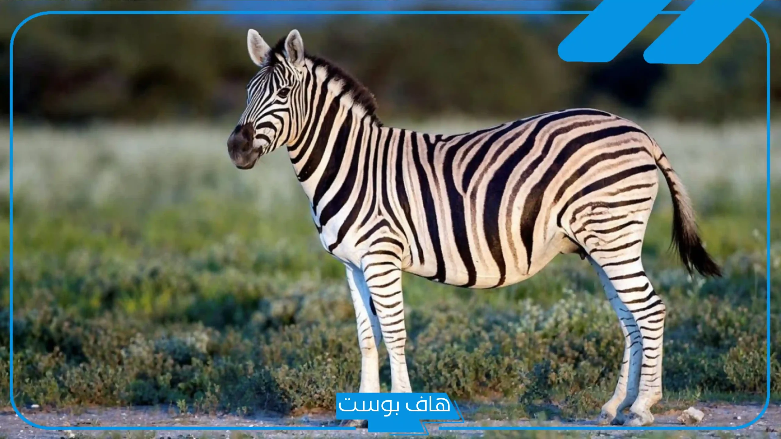 تفسير حلم رؤية الحمار في المنام للمتزوجة والعزباء والمسحور لابن سيرين
