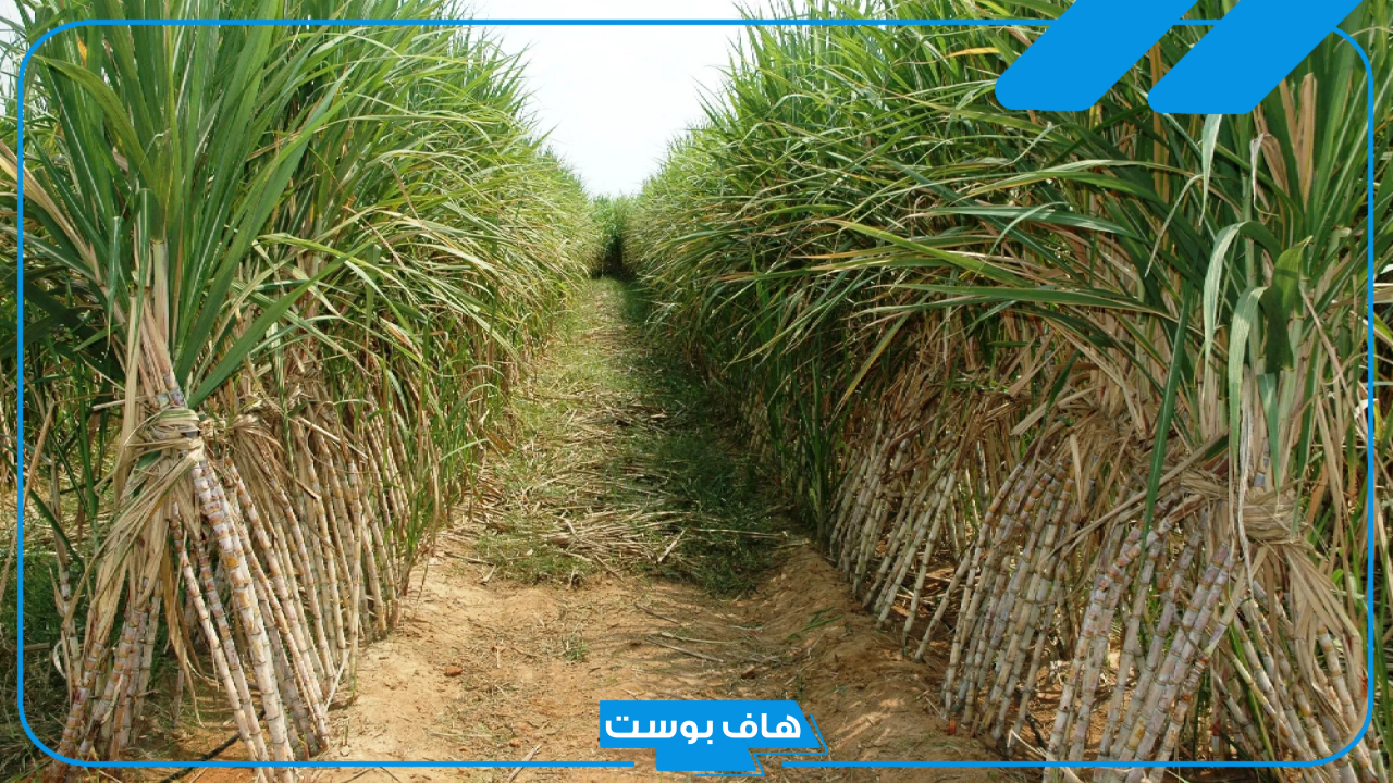 تفسير حلم رؤية القصب في المنام الأخضر للعزباء وأكله لابن سيرين