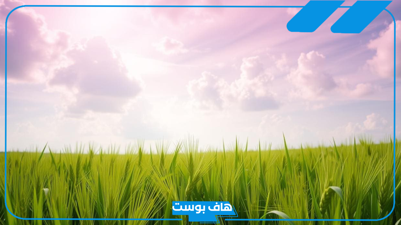 تفسير حلم القمح في المنام للعزباء والمتزوجة والرجل وتنقيته لابن سيرين