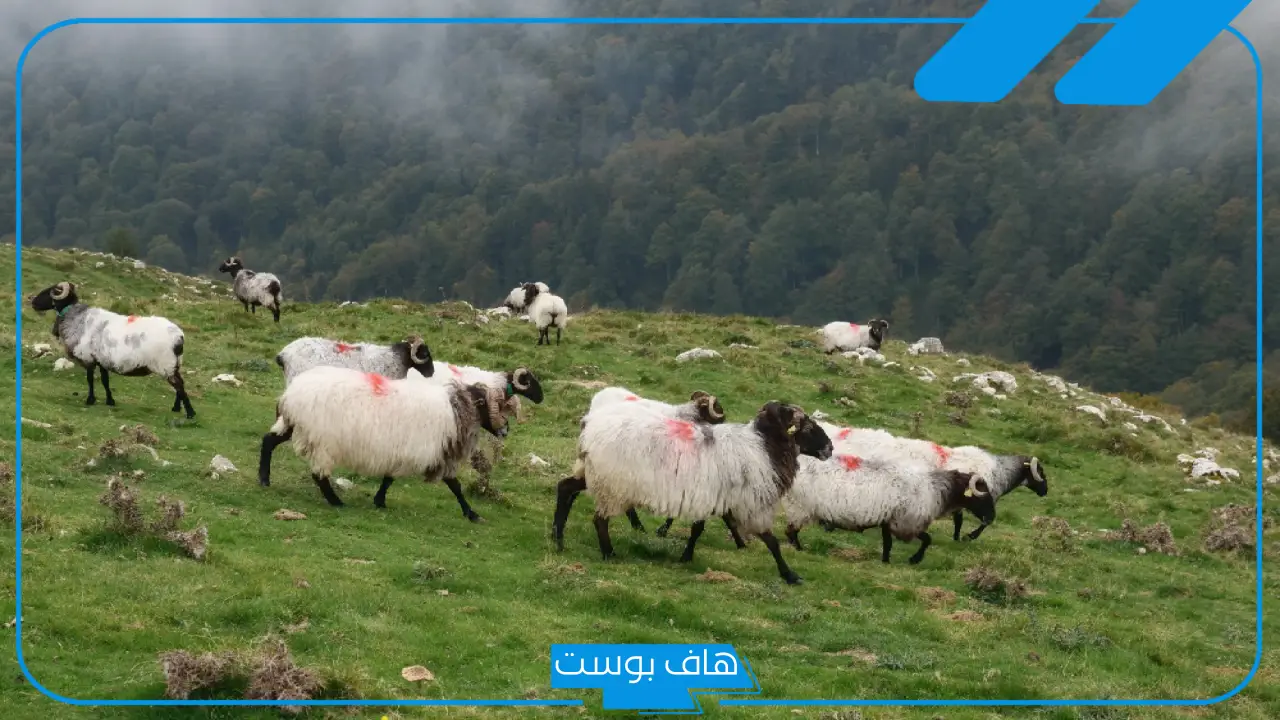 تفسير حلم الغنم في المنام للرجل والمرأة المتزوجة لابن سيرين والنابلسي