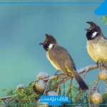 تفسير رؤية البلبل في المنام لابن سيرين والنابلسي والإمام الصادق