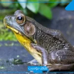 تفسير حلم الضفدع في المنام يلاحقني للرجل والمرأة ورمز الضفادع لابن سيرين