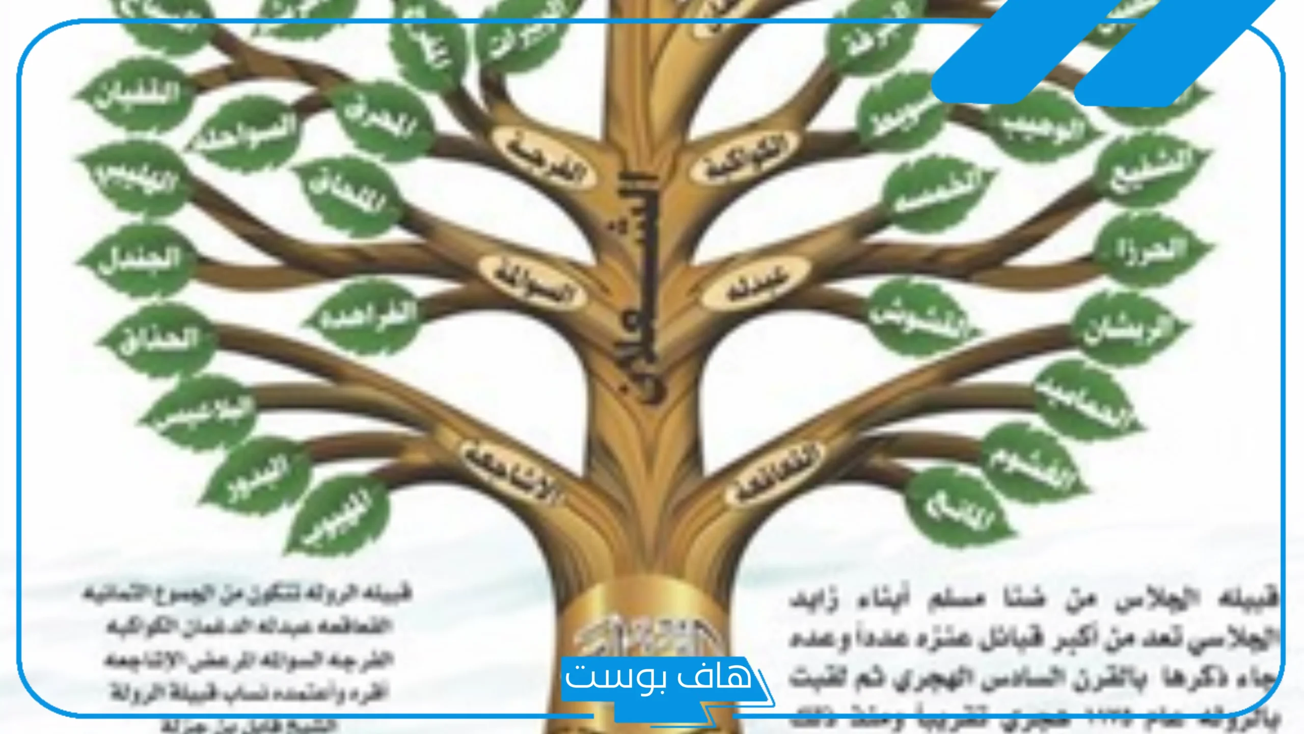 نسب الرويلي وش يرجع، قبيلة الرويلي من وين.. بطون عائلة الرويلي