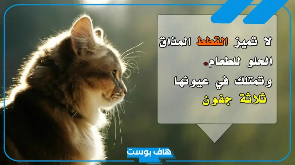 كلام عن القطط جميل جدًا.. أجمل عبارات عن القطط تويتر
