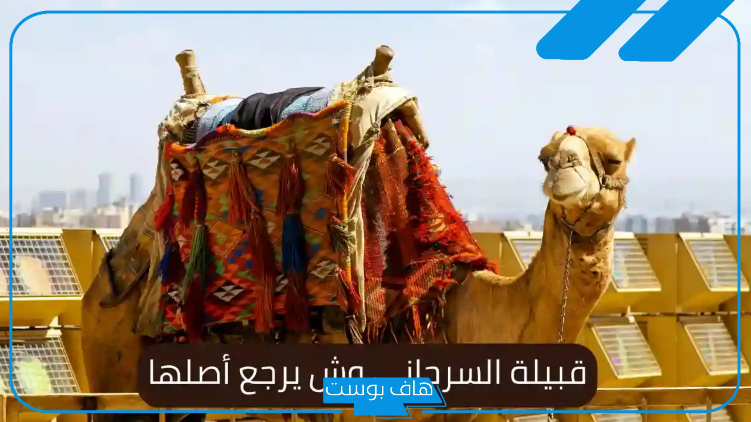 السرحاني وش يرجع النسب.. شجرة عائلة السرحاني وديرتهم وين