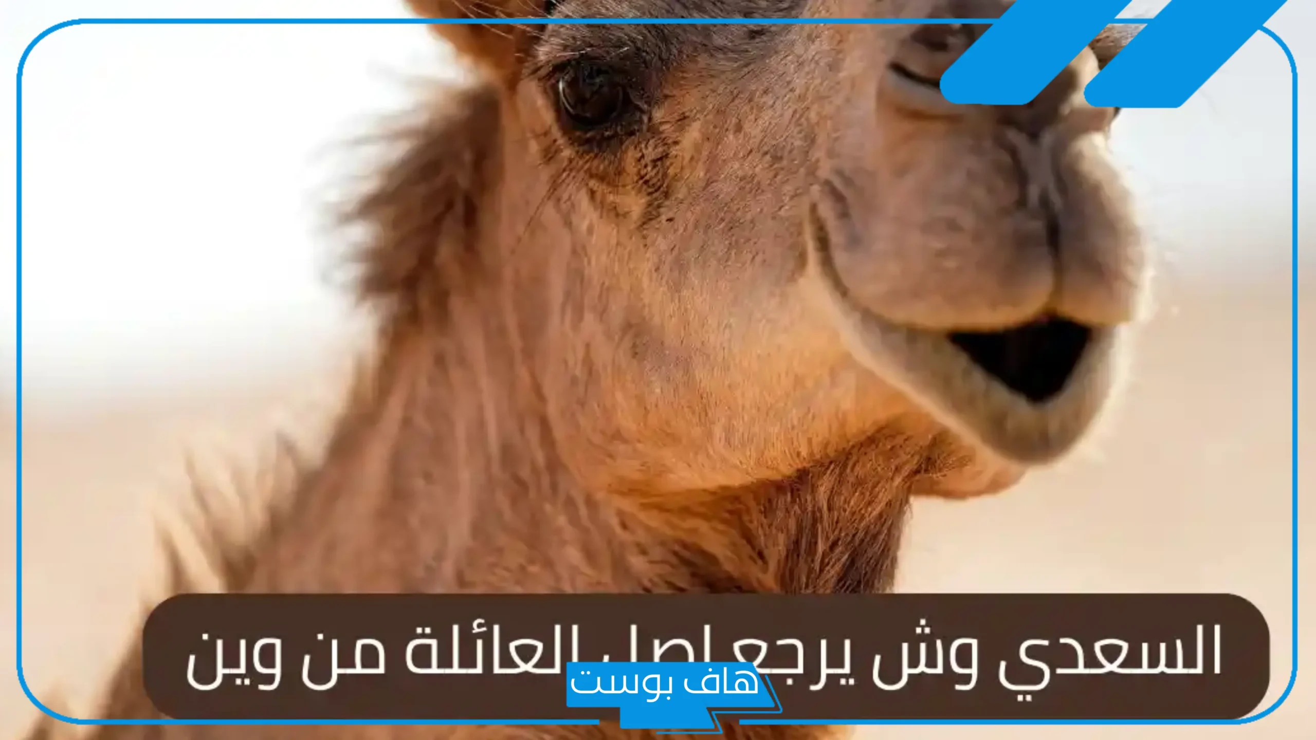 السعدي وش يرجع نسبه وأصله.. هل السعدي من الأشراف؟