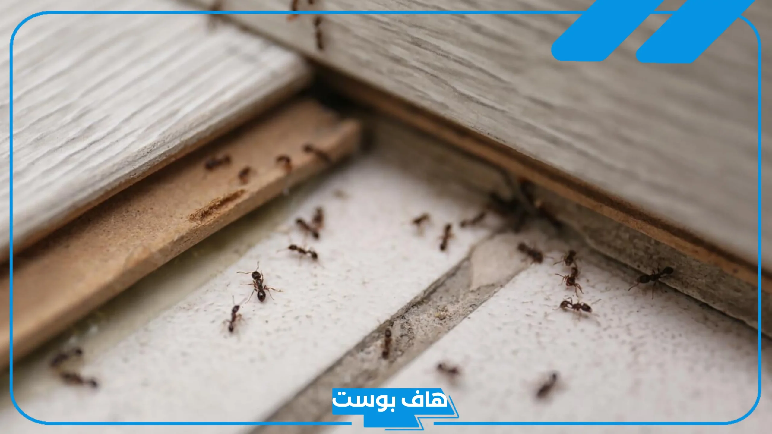 تفسير حلم قرص النمل في المنام للمرأة المتزوجة والعزباء لابن سيرين