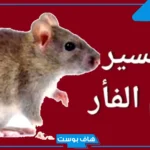 تفسير حلم الفئران الكثيره في المنام وقتلها للمرأة لابن سيرين
