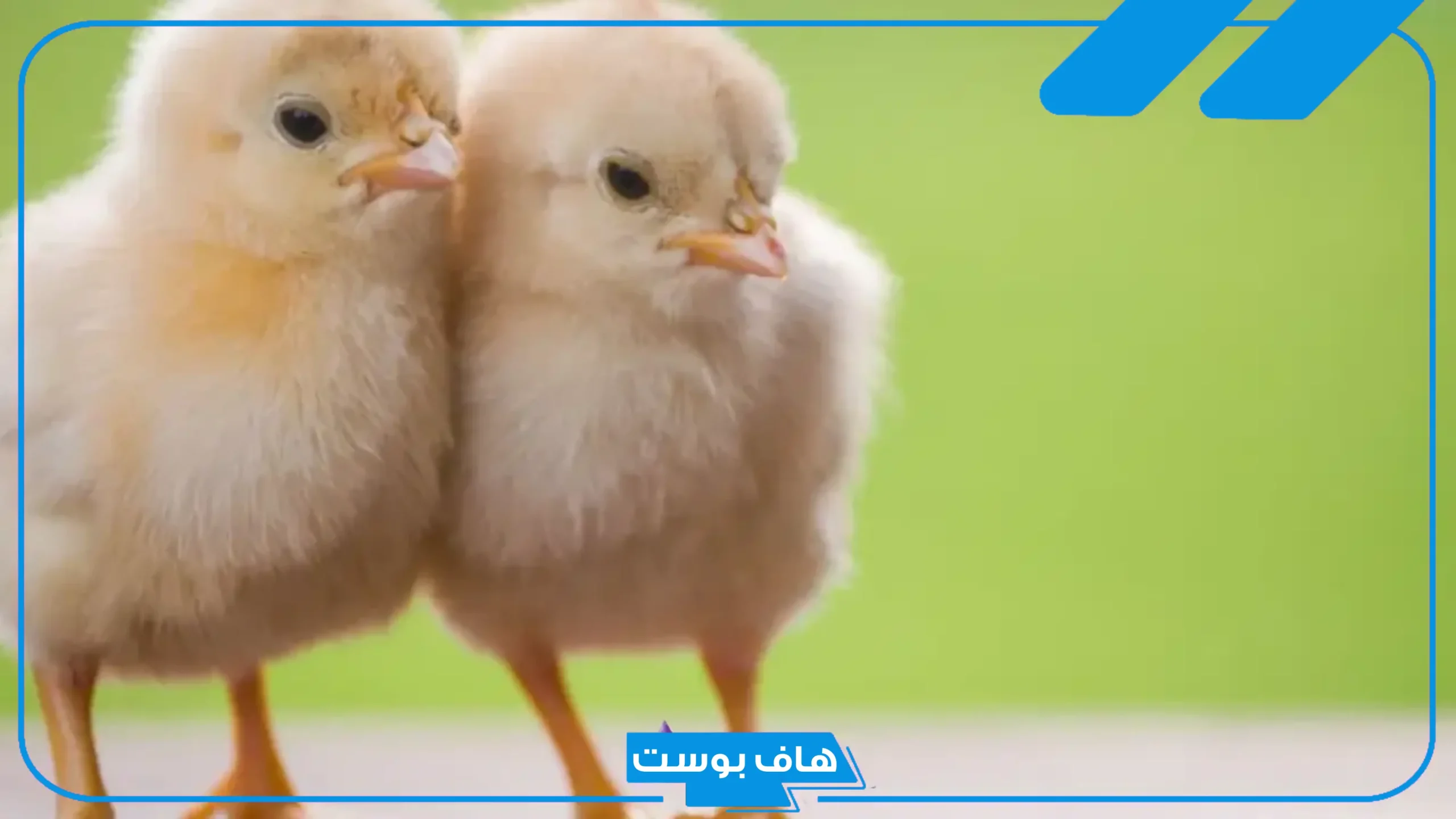 تفسير حلم الكتاكيت الصغيرة لابن سيرين والنابلسي للمطلقة والمتزوجة