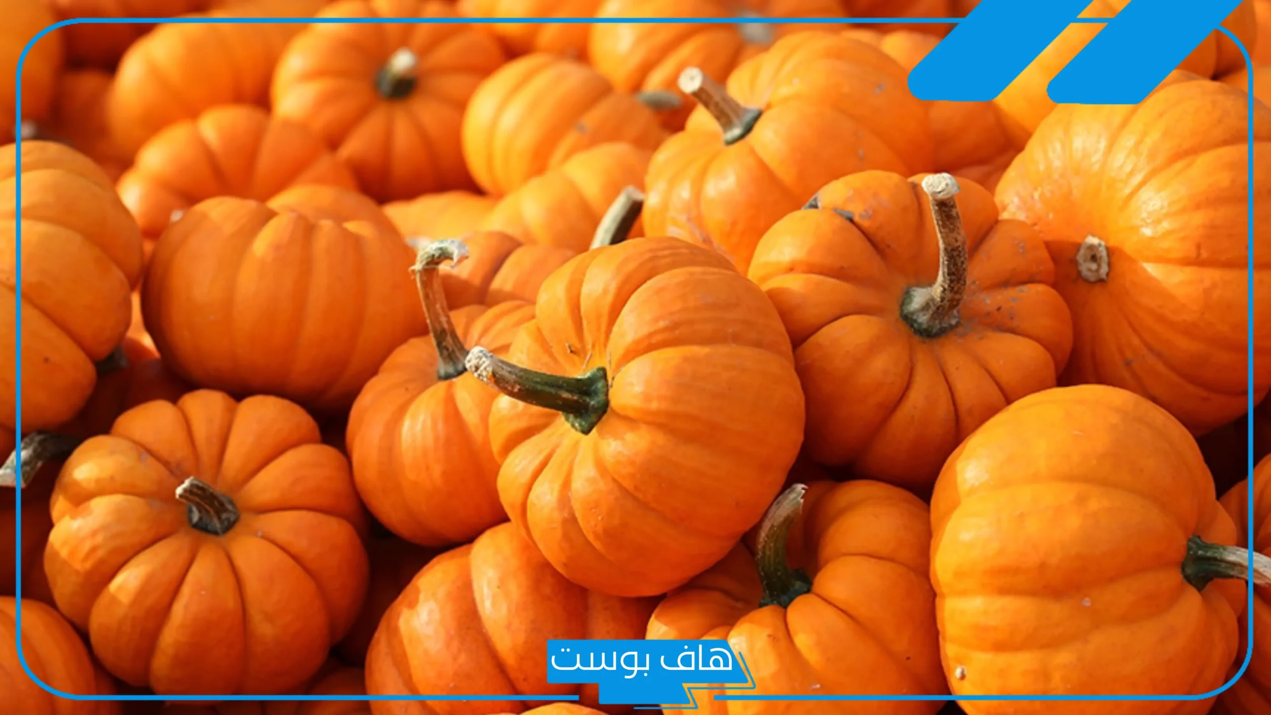 اسم نبات بحرف ي من ثلاث حروف، أسماء نباتات بحرف الياء