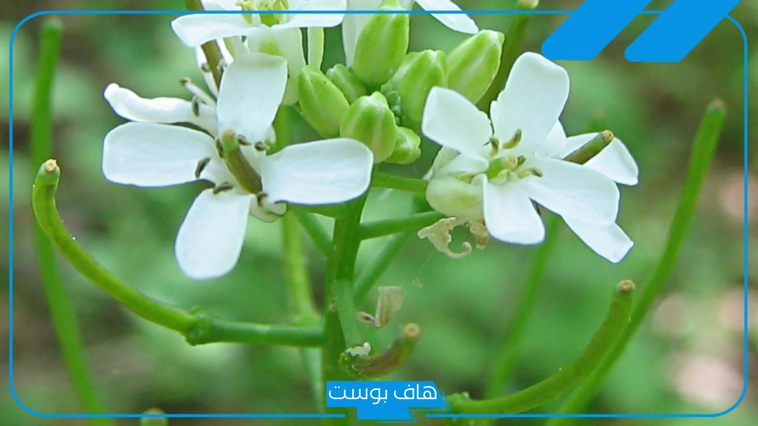 أسماء نبات بحرف ث الثاء من ثلاث حروف.. نبات من خمسة حروف يبدأ بحرف الثاء