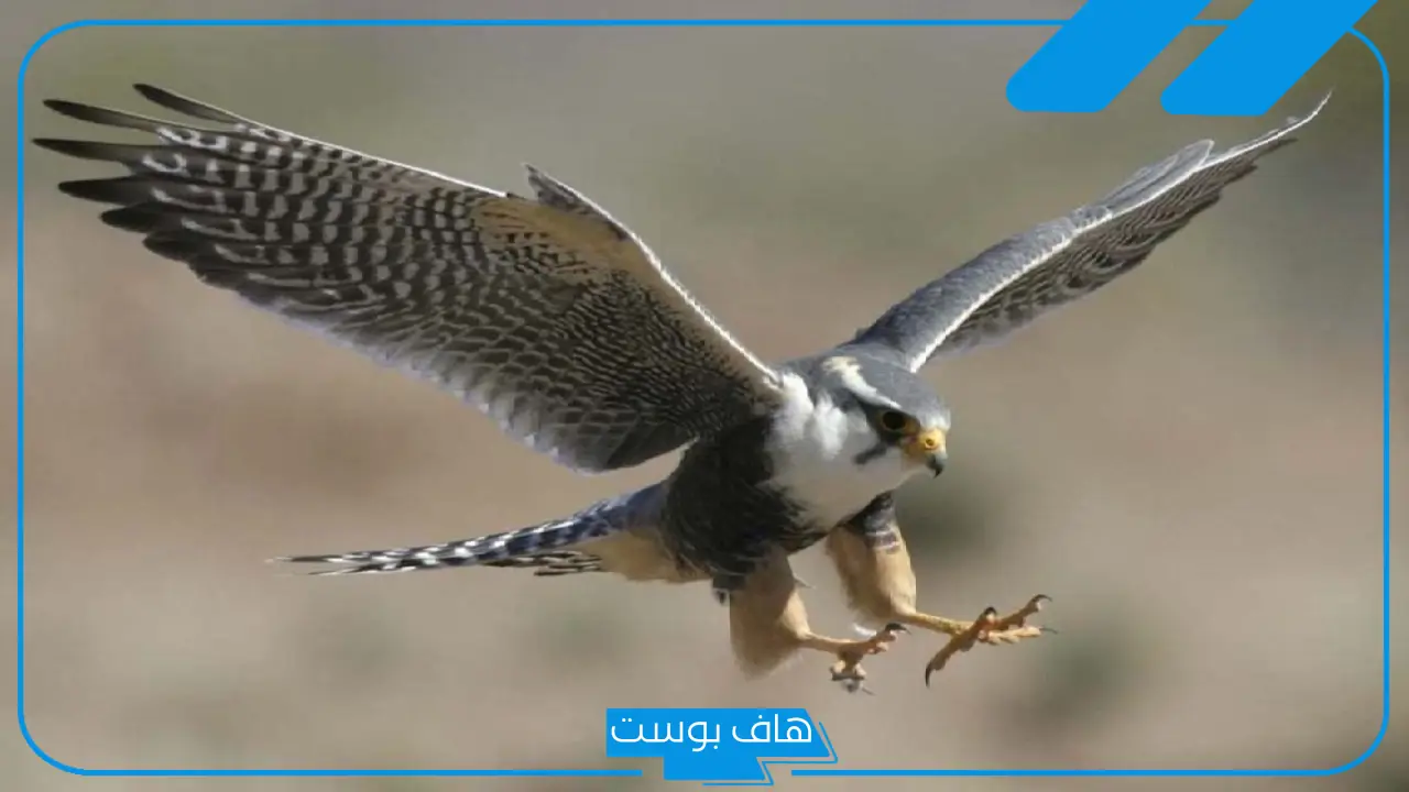 تفسير حلم رؤية الصقر في المنام يهاجمني للمتزوجة والعزباء والرجل