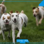 تفسير حلم الكلب في المنام للعزباء والمتزوجة والخوف منها لابن سيرين