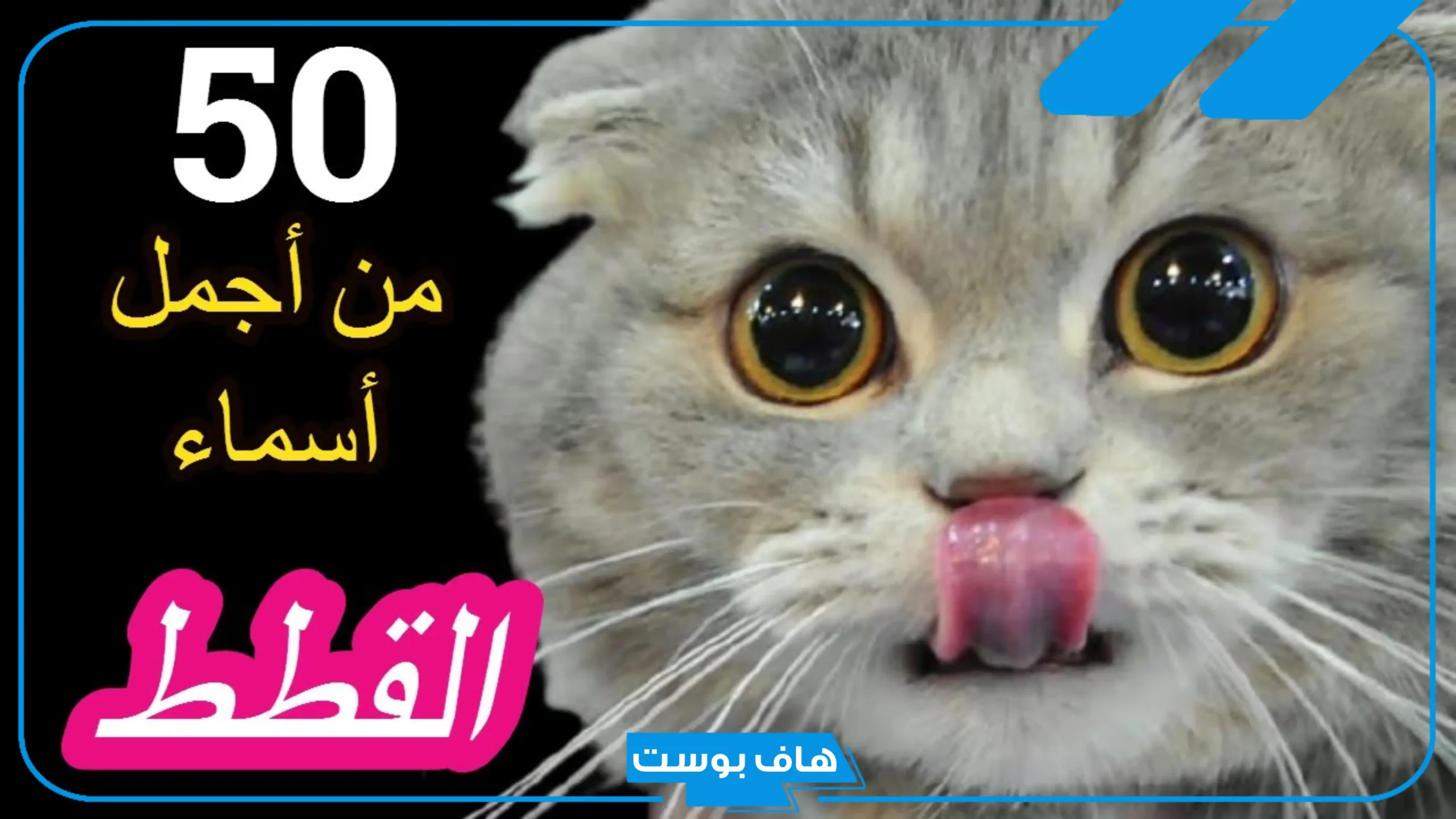أجمل اسماء قطط كيوت ذكور وإناث عربية وفرنسية مميزة 2025