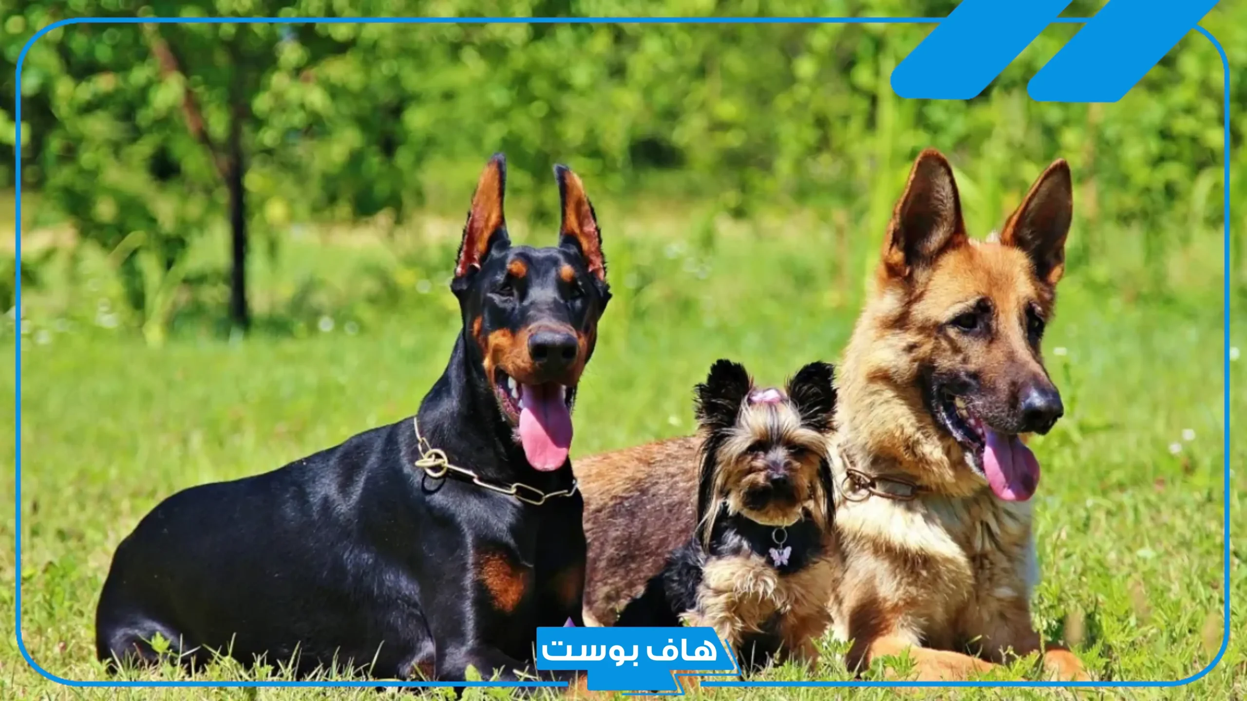 أسماء كلاب ذكور شرسة بالإنجليزي والعربي جيرمن وروت