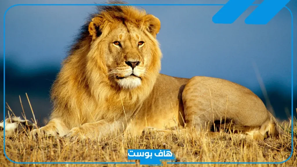 الحيوانات الدالة على الحسد في المنام.. أفعال غريبة تدل على الحسد