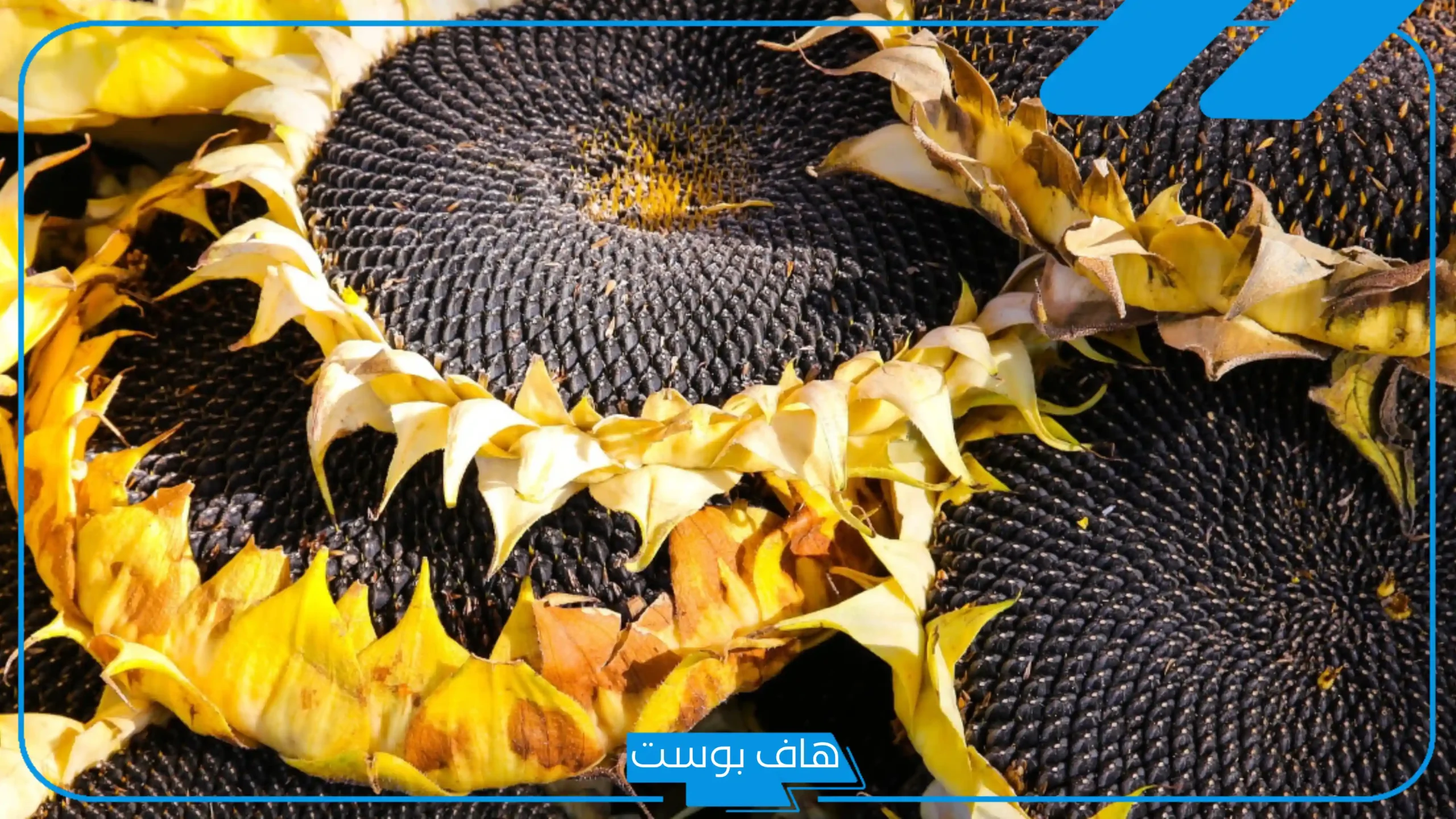 تفسير رؤية بزر عباد الشمس في الحلم لابن سيرين وأكله