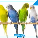 انواع طيور الحب كاملة.. فوائد تربية طيور الحب في المنزل وأضرارها