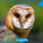 تفسير رؤية البومة في المنام لابن سيرين وهجومها على العزباء