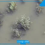 تفسير حلم رؤية الماء العكر في المنام للرجل والعزباء لابن سيرين