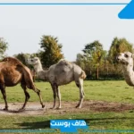 تفسير حلم رؤية الجمل في المنام يلاحقني في المنام للعزباء والمتزوج