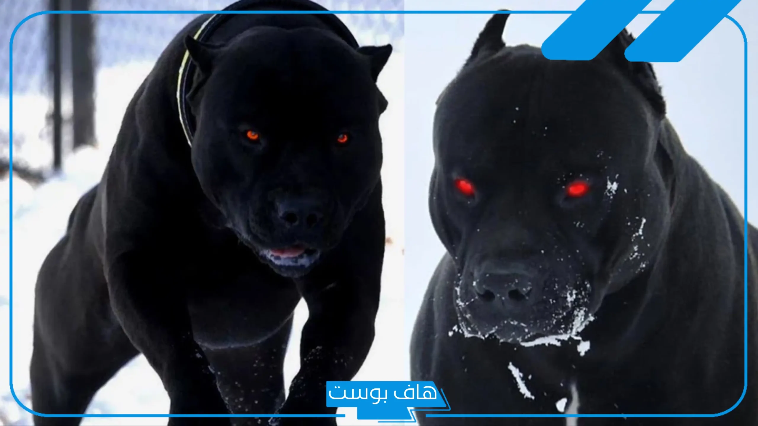 تفسير حلم رؤية الكلاب السوداء في المنام داخل البيت والخوف منها