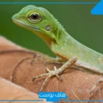 تفسير رؤية السحلية في المنام للرجل والمرأة لابن سيرين