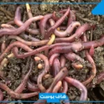 تفسير رؤية الدود في المنام للرجل والمرأة وهل يدل على السحر؟