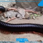 تفسير رؤية ام اربع واربعين في الحلم للرجل والخوف منها لابن سيرين