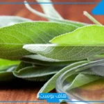 تجربتي مع الميرمية للحمل بتوأم، فوائد الميرمية للحمل بتوأم ذكور