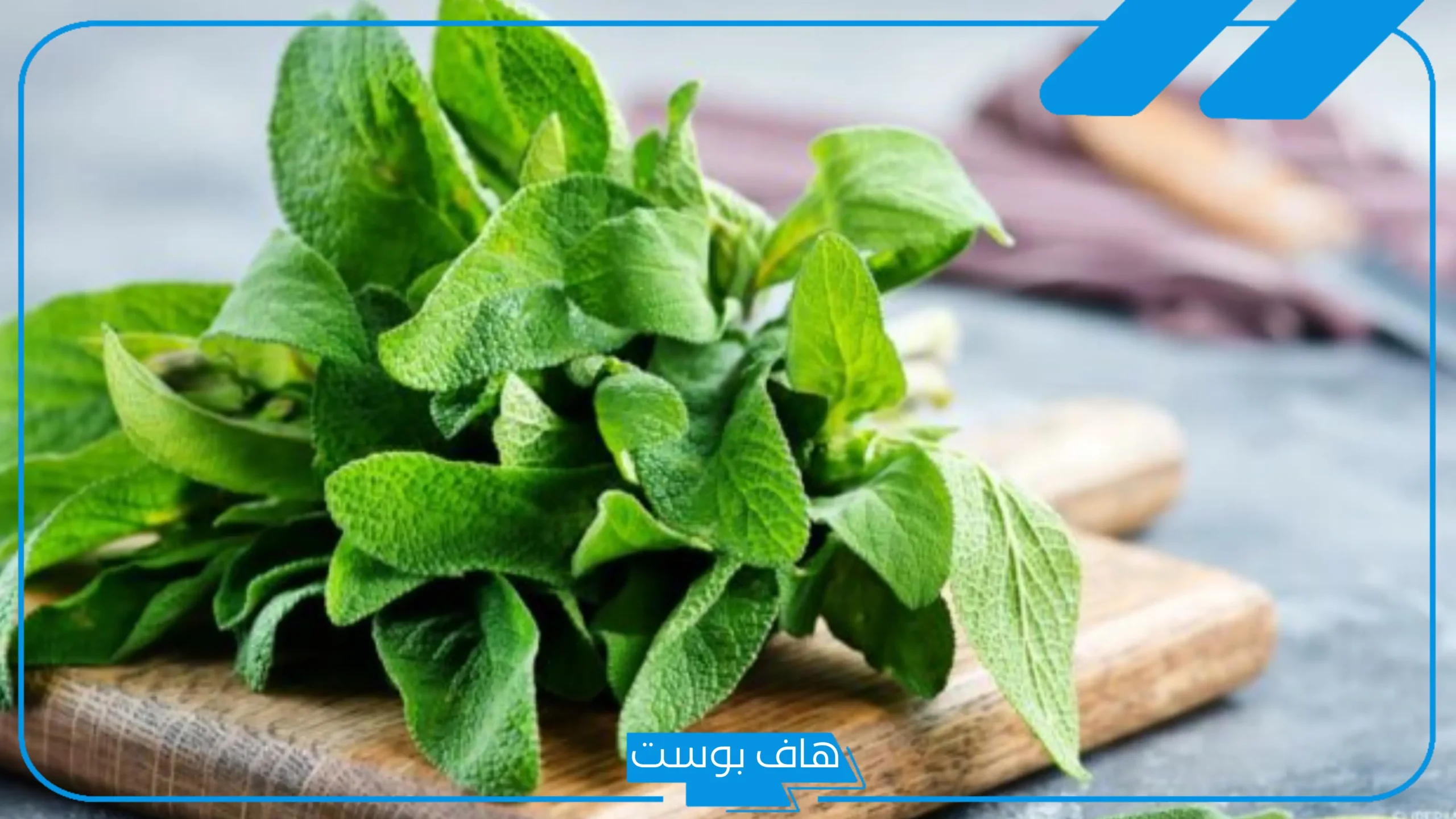 تجربتي مع الميرمية للحمل بتوأم، فوائد الميرمية للحمل بتوأم ذكور تجربتي مع الميرمية للحمل بتوأم، فوائد الميرمية للحمل بتوأم ذكور