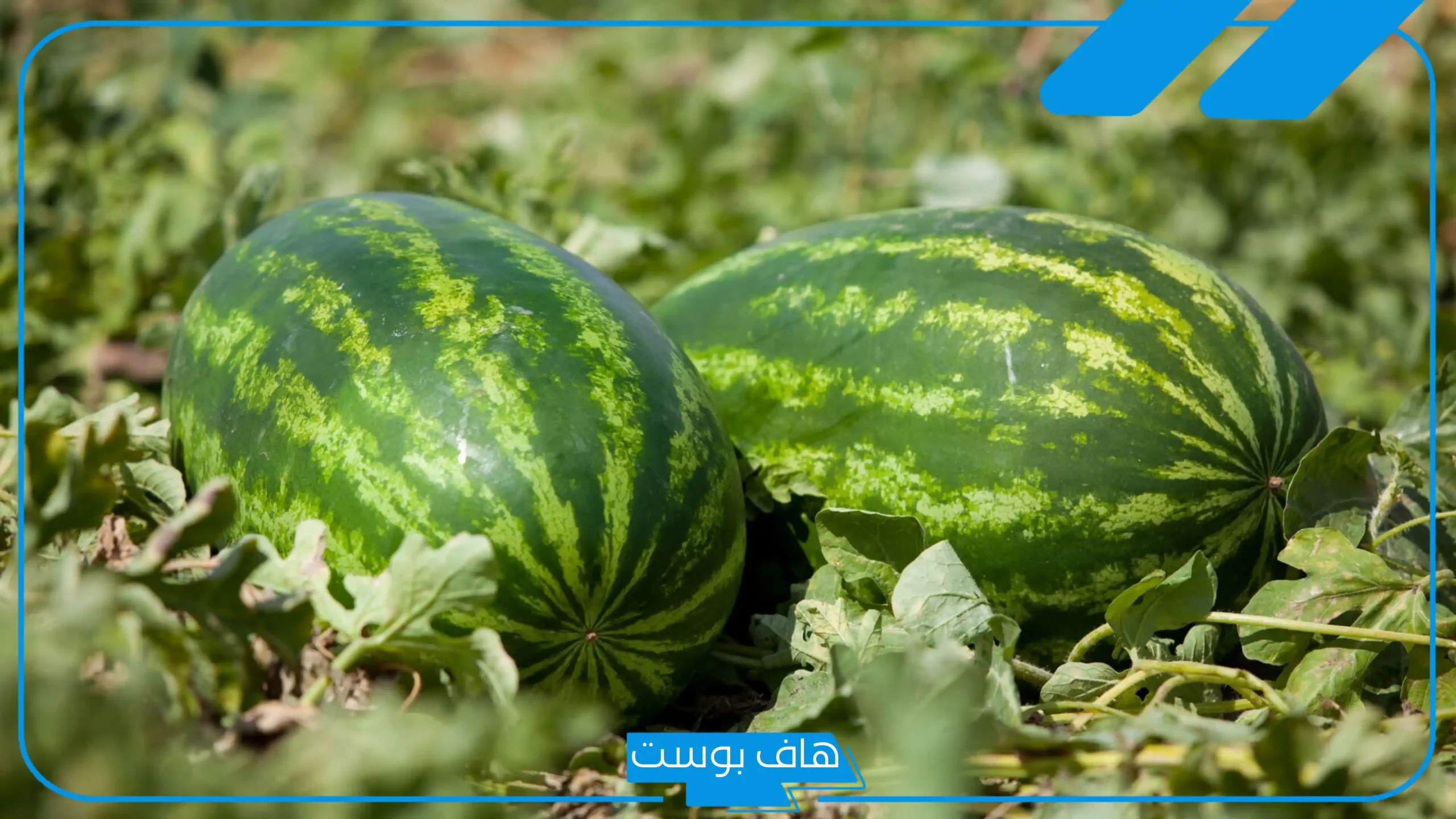 تفسير رؤية اكل الحبحب في المنام للرجل الأعزب والمتزوجة والمرأة