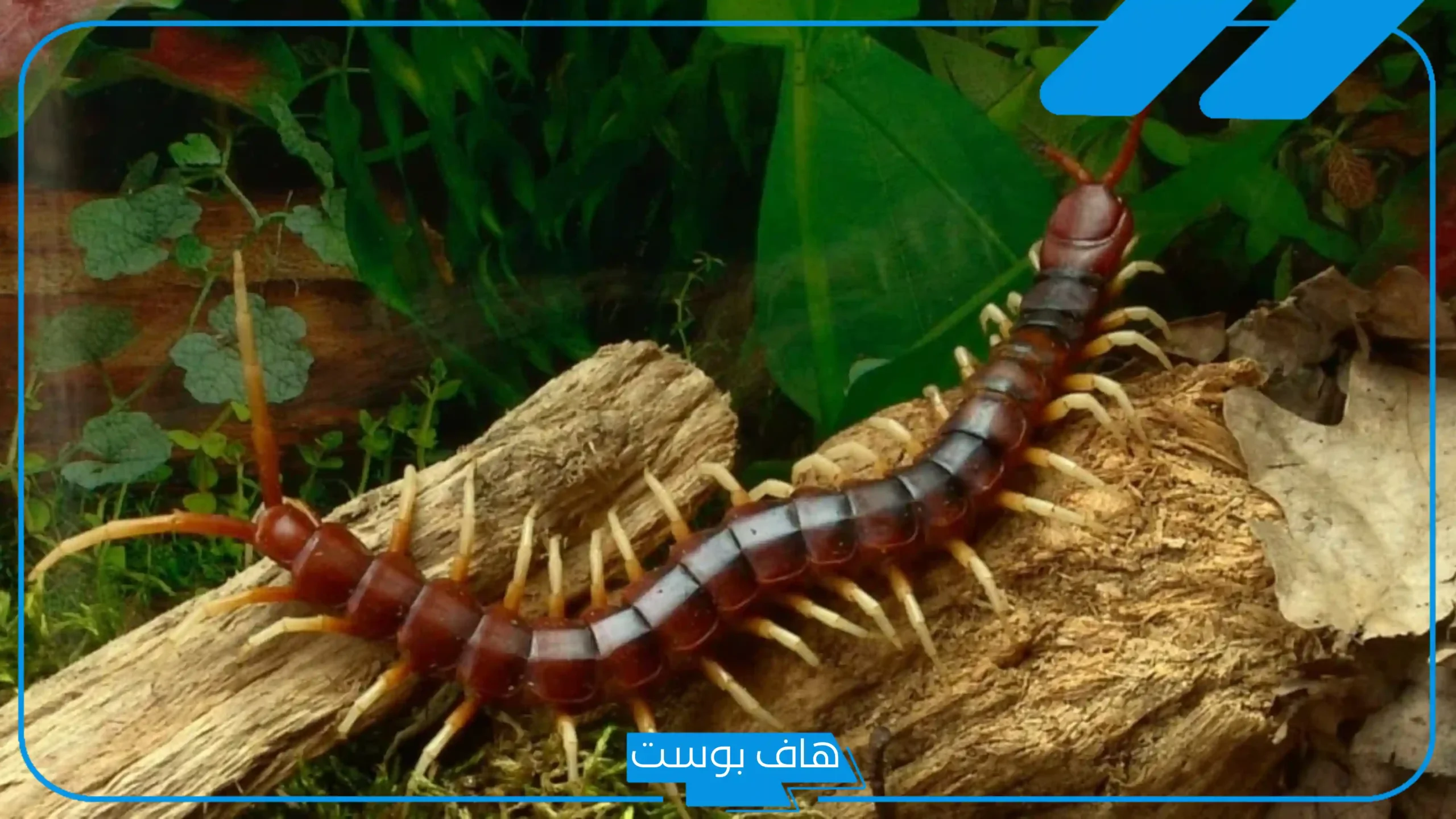 تفسير رؤية ام اربع واربعين في الحلم للرجل والخوف منها لابن سيرين