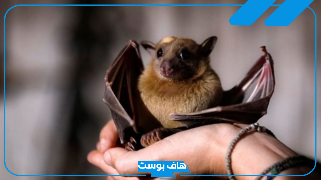 تفسير حلم الخفاش في المنام للرجل ورمزه لابن سيرين