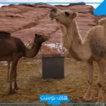تفسير حلم الجمل يلاحقني في المنام ويركض خلفي ويعضني